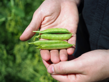 230707-Peas pods with hands-3