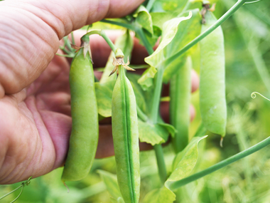 2023-Peas-pods-2 with hands