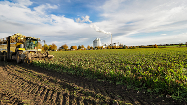 231101-Beet Harvesting-11081
