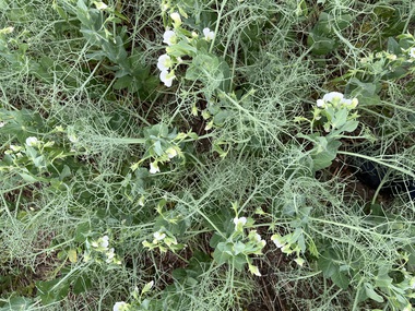 230601-Peas-Flower-Field-2