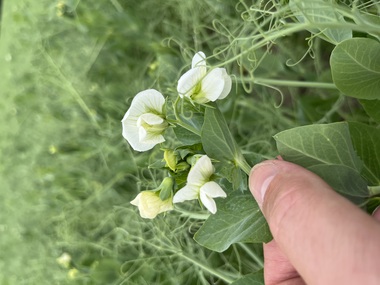 230601-Peas-Flower-9