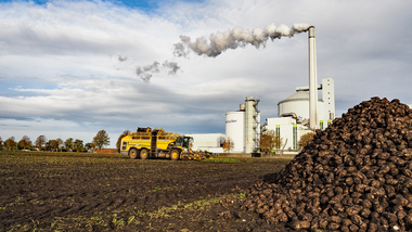 231101-Beet Harvesting-11073