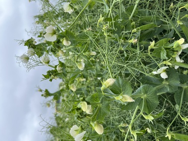 230601-Peas-Flower-6