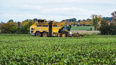 231101-Beet Harvesting-11141
