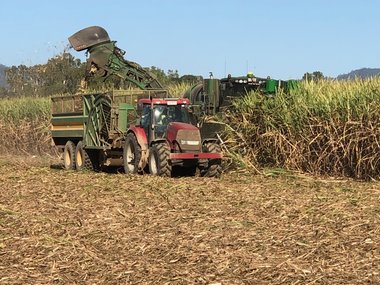 Cane harvesting