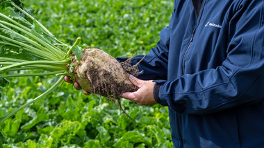 230901-Beet in hand-2