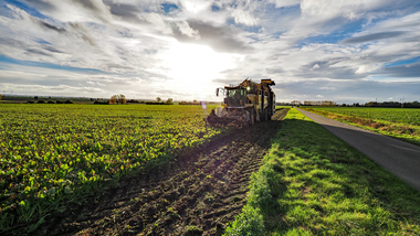 231101-Beet Harvesting-11117