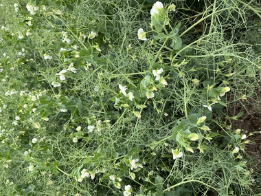 230601-Peas-Flower-7