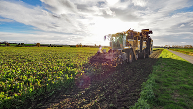 231101-Beet Harvesting-11118