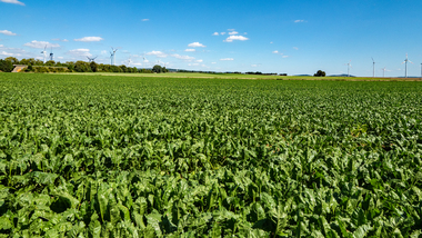 230810-MS Beet field