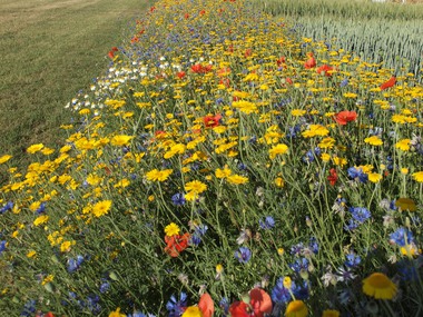 180614-Flower Strip-1
