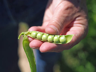 230707-Peas pods with hands-2