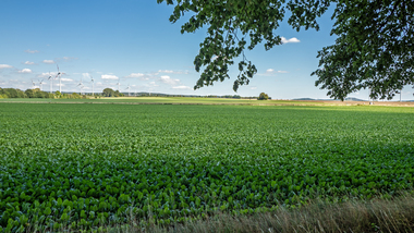 230810-MS Beet field