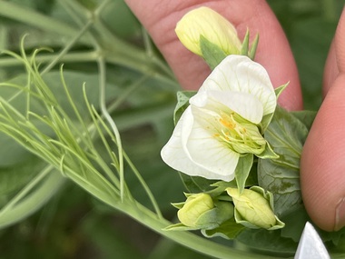 230601-Peas-Flower-10