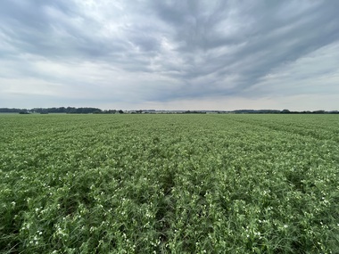 230601-Peas-Flower-Field-4
