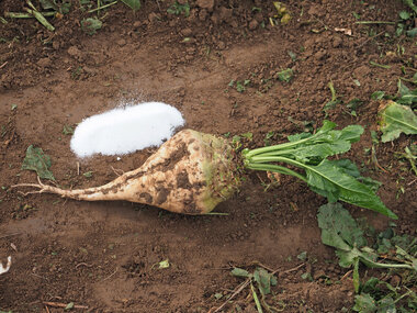 221108-Beet and Sugar-2