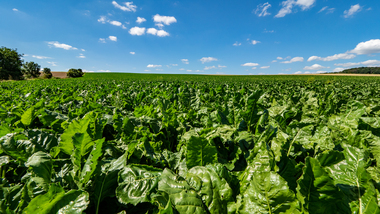 230810-MS Beet field