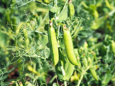 2023-Peas-pods-3