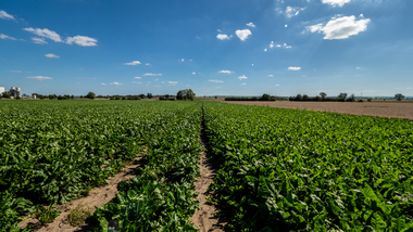 230810-MS Beet field