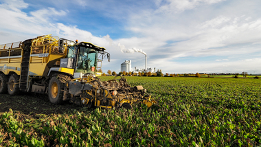 231101-Beet Harvesting-11089