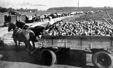 Omlæsning af roer omkring 1960