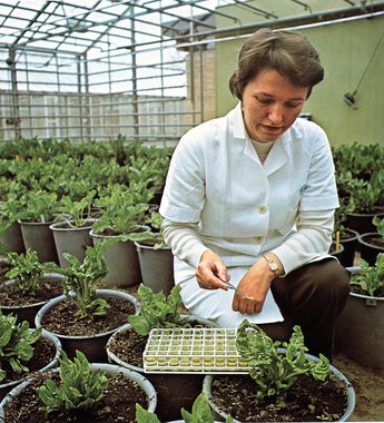 Roeforædling 1976/77