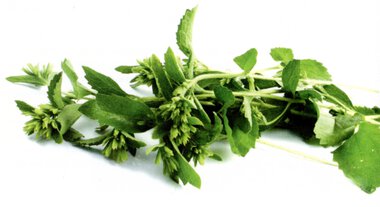 Stevia bliver godkendt af EU 2011
