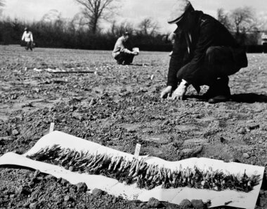 Forsøgsdyrkning, DDS Holeby