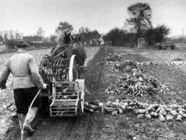 Afprøvning av roeoptagere ved sukkerfabriken i Nykøbing