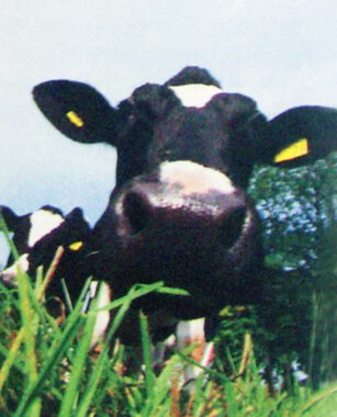 Ko på plakaten 1995-2005