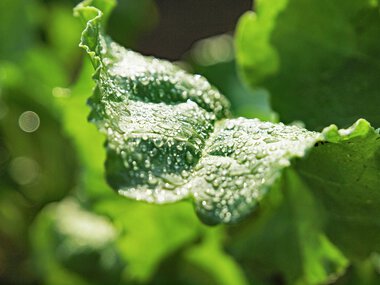 BLATT-MIT-TROPFEN-6-7425081