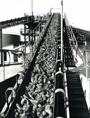 Roer på vej ind i fabrikken