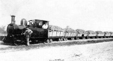 Transport til Højbygård Sukkerfabrik 1905