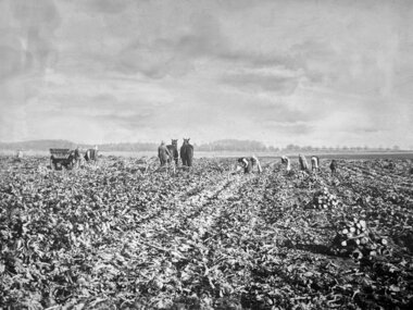 Roehøst, Maribo ca. 1920