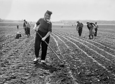 Der hakkes roer, 1960-tal