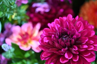 Chelsea Flower Show Chelsea Flower Show