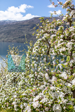 Blomstring i Hardanger