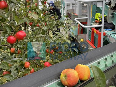 Helgøybakkane Fruktgard på Helgøy i Hjelmeland
