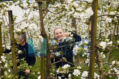 Blomstring i Hardanger
