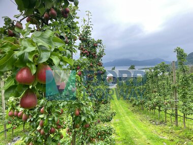Helgøybakkane Fruktgard på Helgøy i Hjelmeland