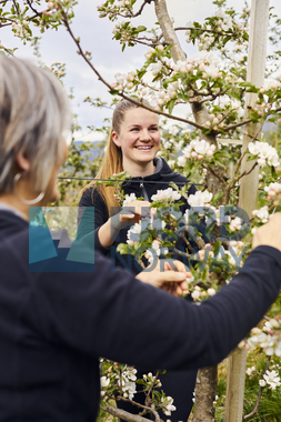 Sidersmaking og blomstring i Ulvik
