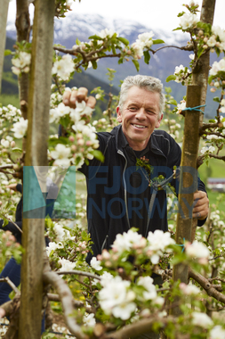 Sidersmaking og blomstring i Ulvik