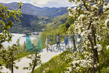 Blomstring i Hardanger og sidersmaking