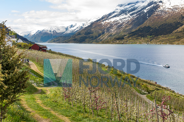 Blomstring i Hardanger