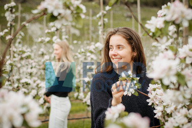 OmCider i Hjelmeland