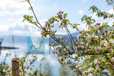 Blomstring i Hardanger