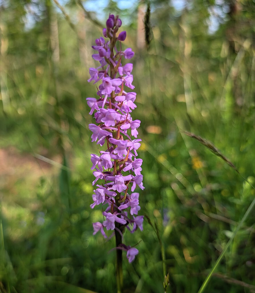 Orkideer ved et stikryss