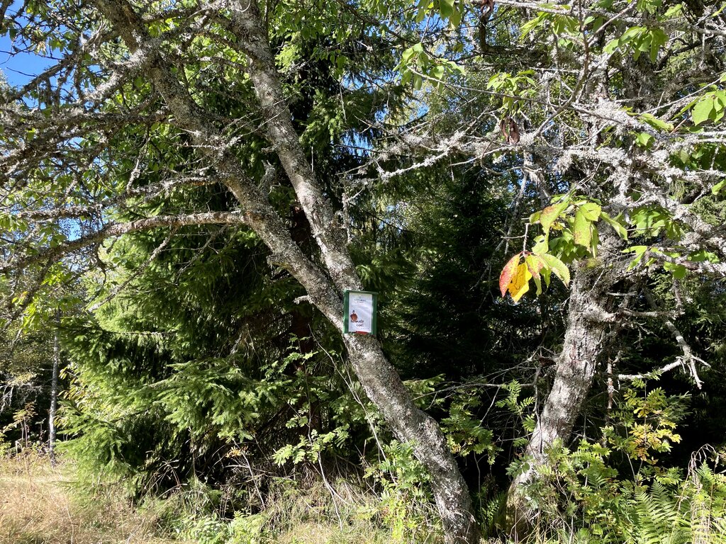 Botanikkforvirring på Haslumseter