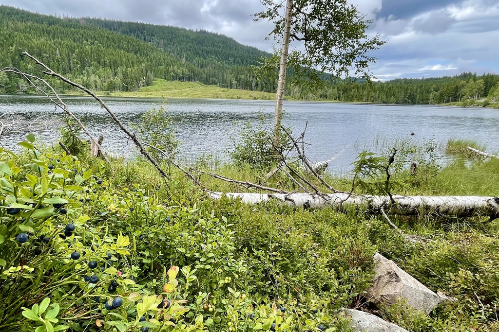 Rast i blåbærlyngen