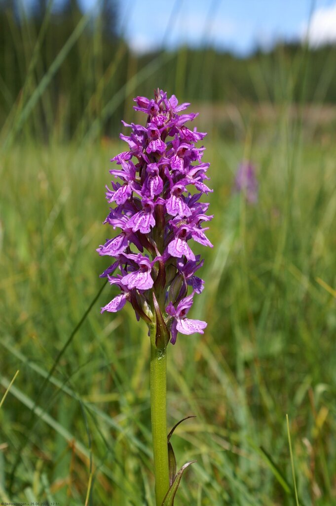 Smalmarihånd på Slåttemyra